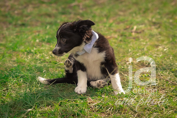Galvanfam_springmini26@jadesignandphotollc28