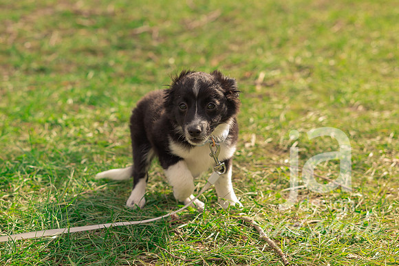 Galvanfam_springmini26@jadesignandphotollc29
