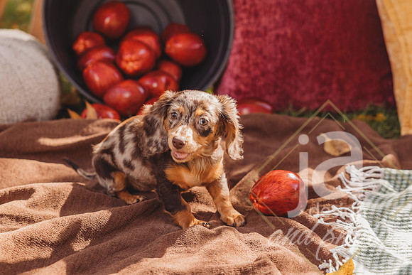 MorrisFallFamMini26@jadesignandphoto-32