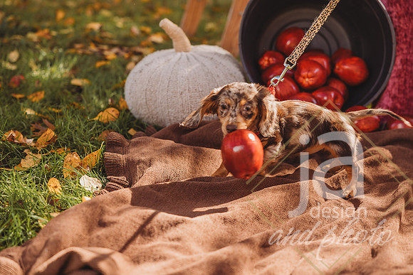 MorrisFallFamMini26@jadesignandphoto-29