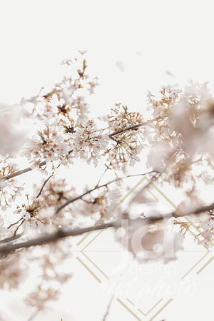 LisEngagement@jadesignandphotollc2