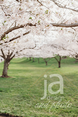 LisEngagement25@jadesignandphotollc3
