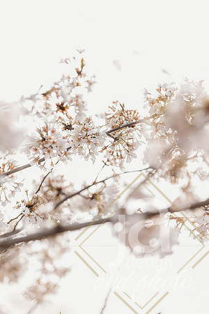 LisEngagement25@jadesignandphotollc8