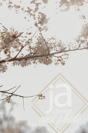 LisEngagement25@jadesignandphotollc7