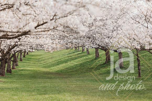 LisEngagement@jadesignandphotollc1